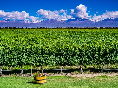 argentina Mendoza vineyards 565073467