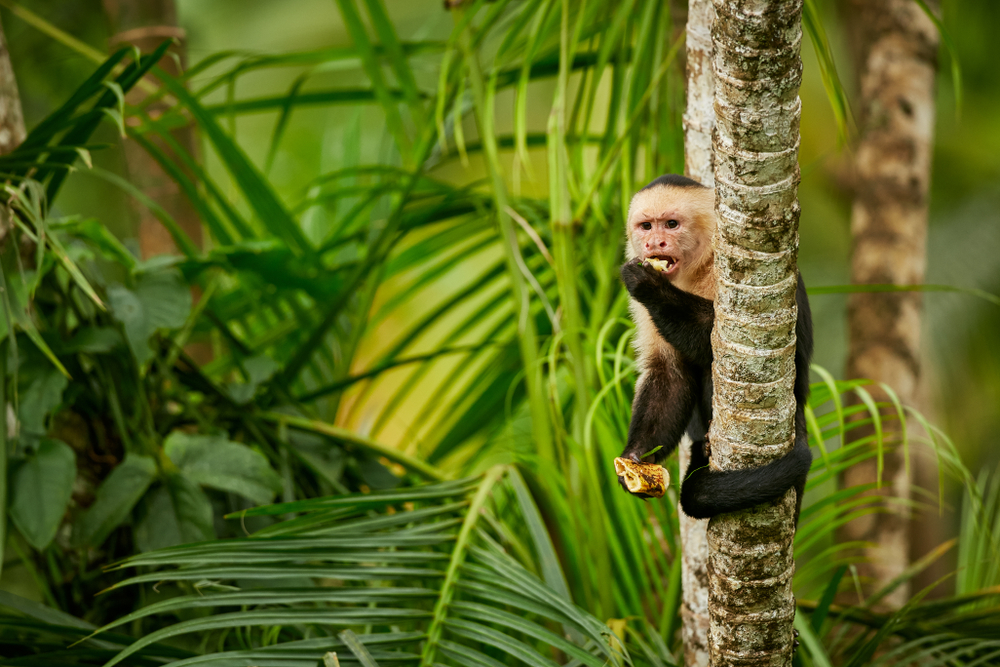 White-headed capuchin monkey, Costa Rica. Top Holiday Destinations for 2019