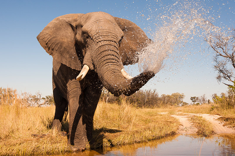 Elephant | Africa | Be Inspired | Howard Travel