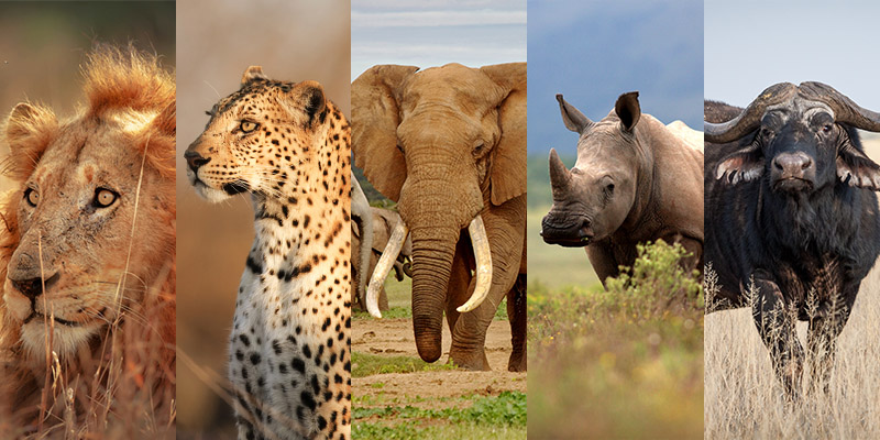 Big Five Safaris | Africa | Be Inspired | Howard Travel