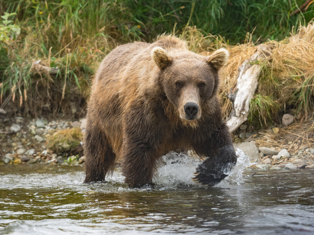 Bear Canada