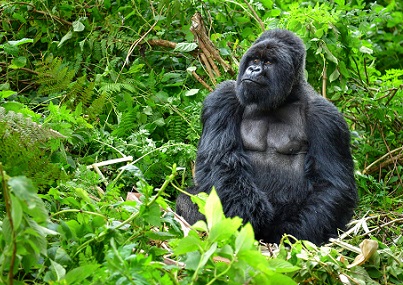 2018 gorilla rwanda 547835170