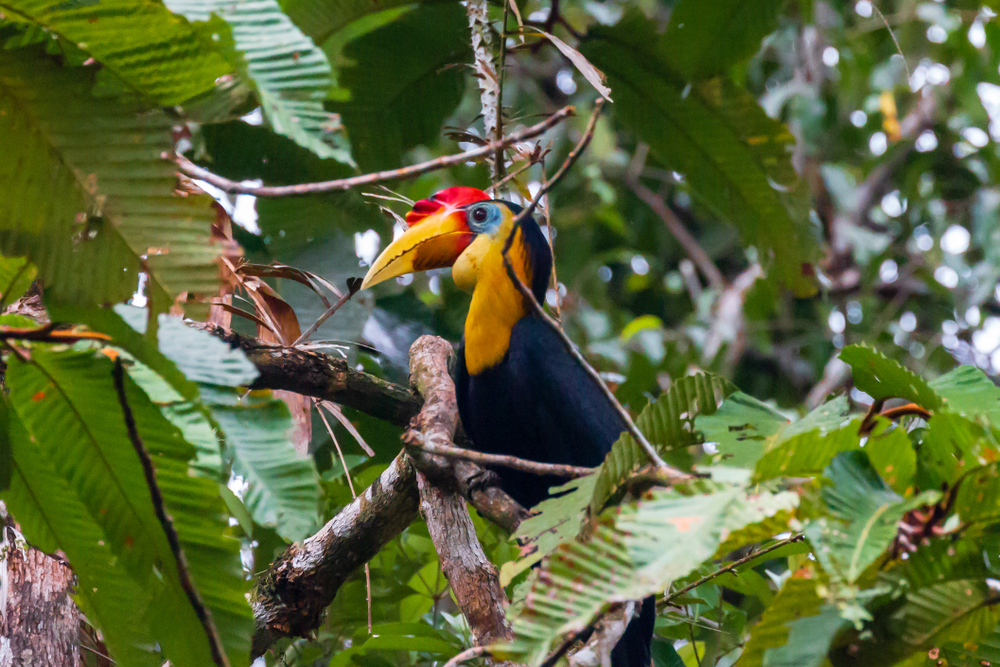 Gomantong bird nest caves | Borneo Group Tour | Howard Travel