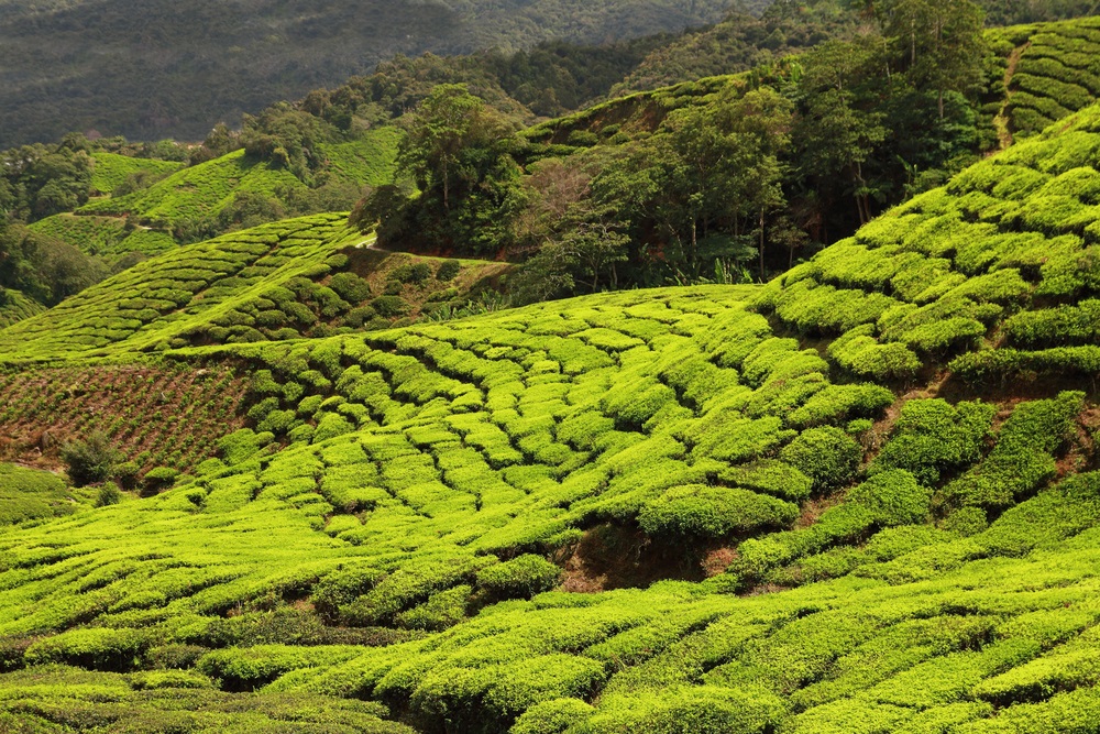 tea plantation shutterstock 241790404